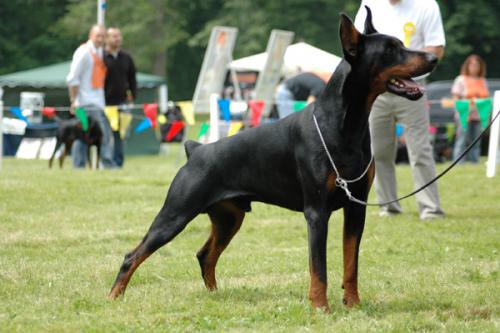 Vernitch du Clos des Noires Damoiselles | Black Doberman Pinscher