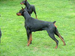 Taiga des Gardiens du Bois Clerbault | Black Doberman Pinscher