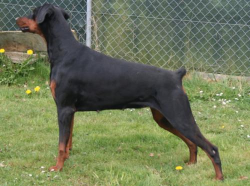 Baya des Gardiens du Bois Clerbault | Black Doberman Pinscher