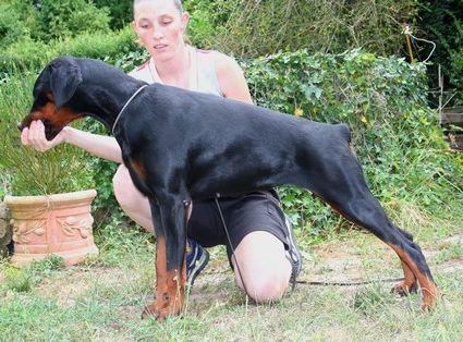 Ayra-Ferro du Castel Tolosane | Black Doberman Pinscher