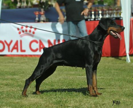 Cellia du Castel Faygora | Black Doberman Pinscher