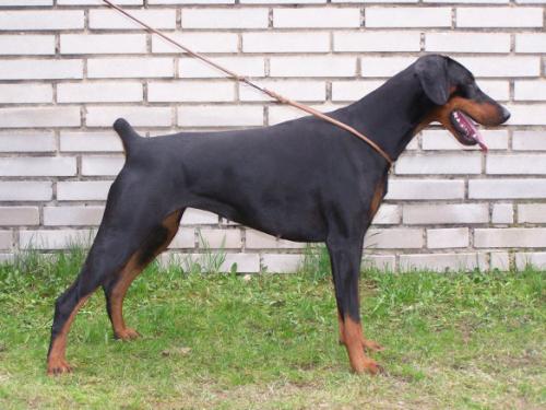 Dafne Gumby | Black Doberman Pinscher