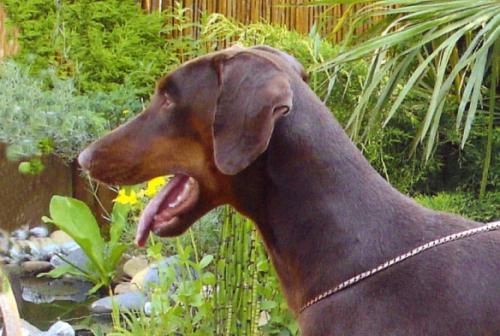 Volga-Rubis du Clos des Poulains Noirs | Brown Doberman Pinscher