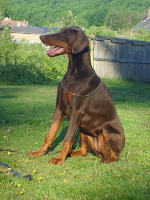 Choco Volga du Clos des Poulains Noirs | Brown Doberman Pinscher