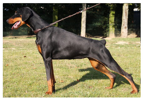 Carlotta v. Gebrannten Walde | Black Doberman Pinscher