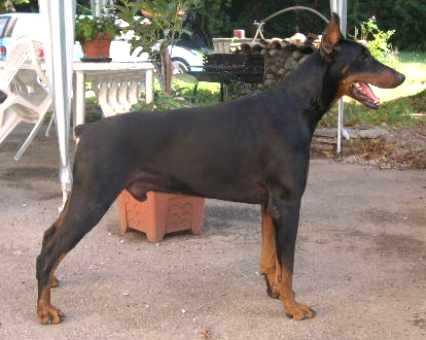 Tyson Ripley de la Cour de l'Eau Vive | Black Doberman Pinscher