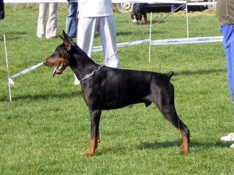 Bulway Jazz v. Wolf stamm | Black Doberman Pinscher