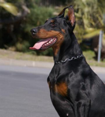 Rea Sophie dell'Isolano | Black Doberman Pinscher