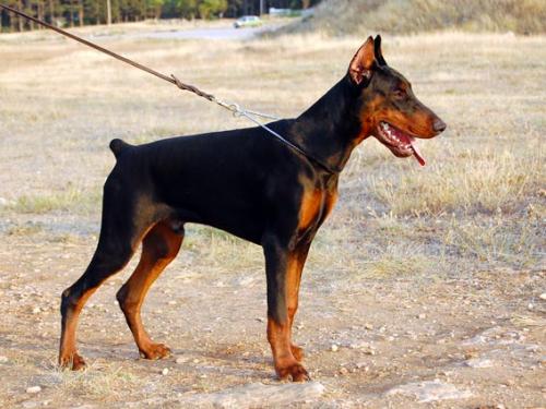 Efrat iz Gratsiano | Black Doberman Pinscher