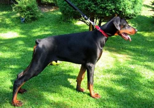 Jaquadorr Jaguar Akagera | Black Doberman Pinscher