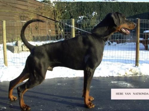 Hebe v. Natsondahoeve | Black Doberman Pinscher