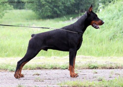 Gem'Givveeon Wu-Tang | Black Doberman Pinscher