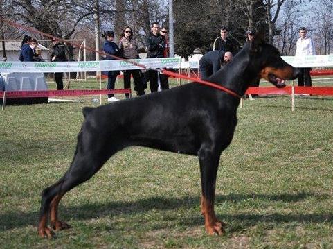 Gem'Givveeon Wanda | Black Doberman Pinscher