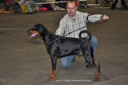 Aren v. Eranshoeve | Black Doberman Pinscher