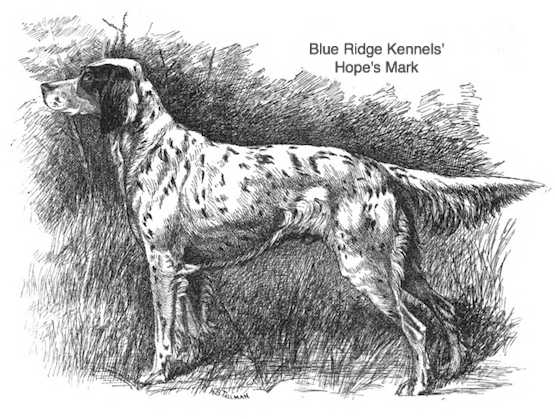 Blue Ridge Kennels' Hope's Mark (c.1892) | English Setter 