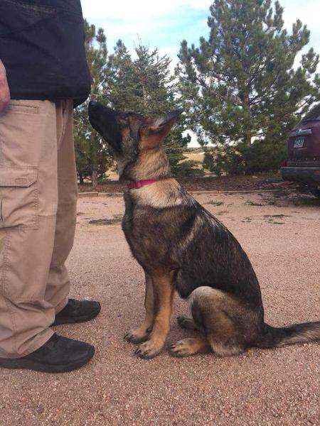 Bren vom Kruegerhaus | German Shepherd Dog 
