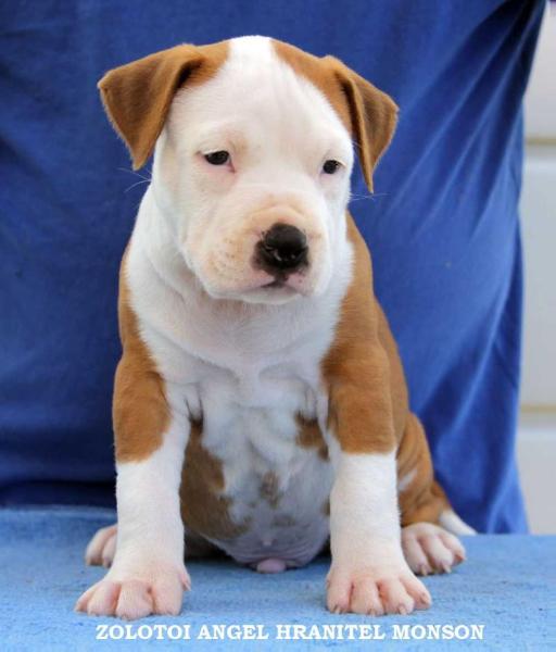 ZOLOTOI ANGEL HRANITEL MONSON | American Staffordshire Terrier 