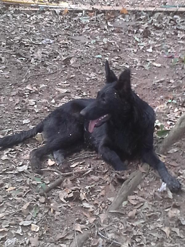 Mahara Vom Zollgrenzschutz | German Shepherd Dog 