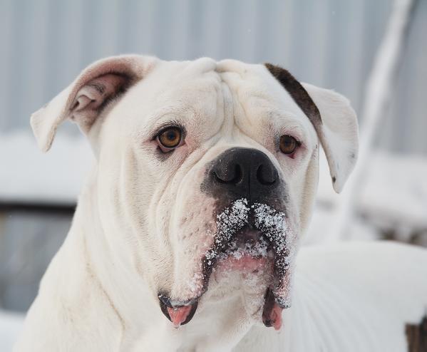 Galant premium | American Bulldog 