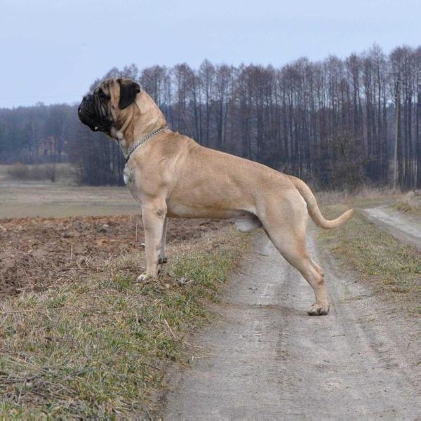 Amber Dream CYMES | Bullmastiff 