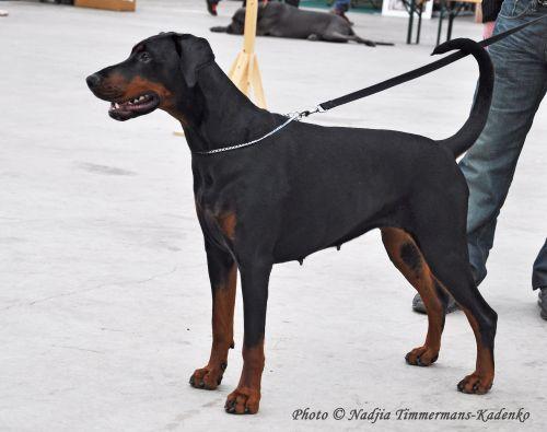 Aica v. Eranshoeve | Black Doberman Pinscher