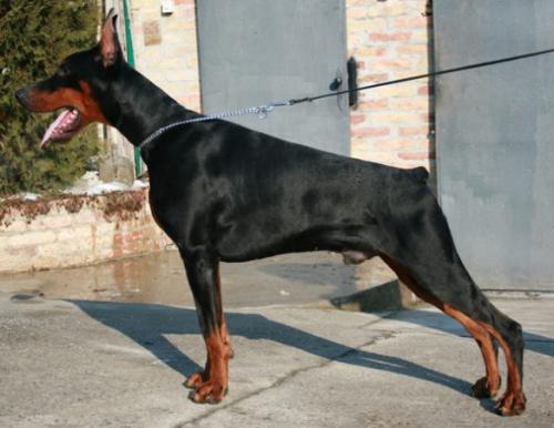 Dreamboy di Altobello | Black Doberman Pinscher