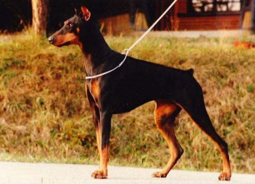 Margo de Tartokiller | Black Doberman Pinscher