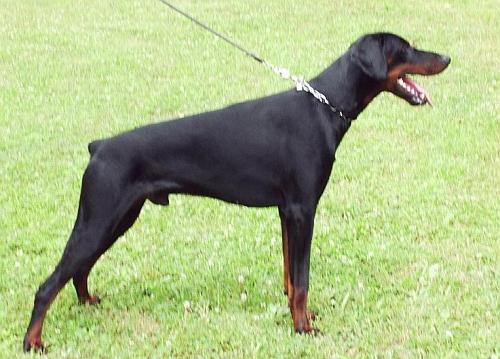 Uran del Pais Baviera | Black Doberman Pinscher