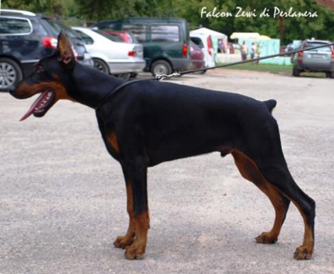 Falcon Zewi di Perlanera | Black Doberman Pinscher