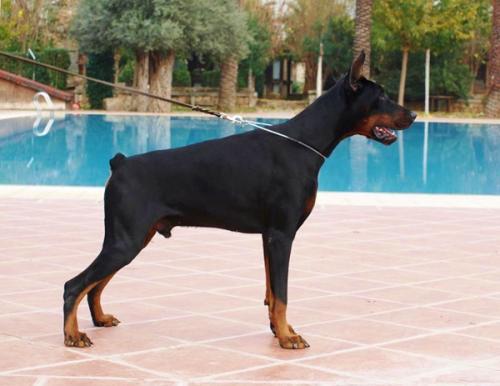 Frodo di Perlanera | Black Doberman Pinscher