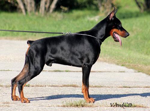 Famous Fidel di Perlanera | Black Doberman Pinscher