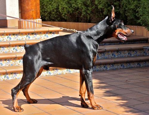 Flavio Zewi di Perlanera | Black Doberman Pinscher