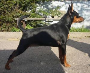 Dusha moya businka | Miniature Pinscher 