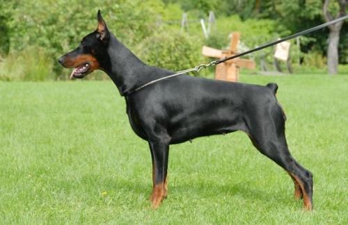 Ferrari Flying di Perlanera | Black Doberman Pinscher