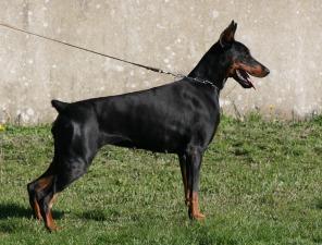 Jewel Ebi dos Ventos Uivantes | Black Doberman Pinscher