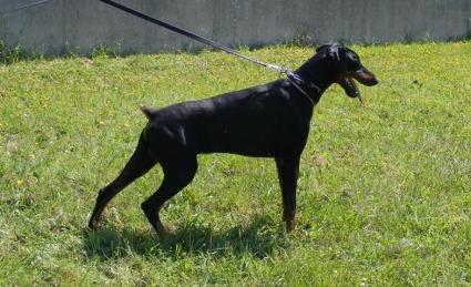 Robin Connor dos Ventos Uivantes | Black Doberman Pinscher