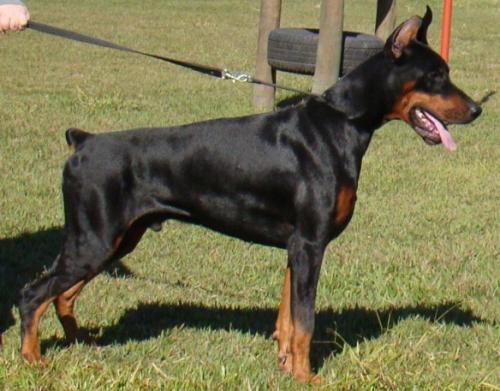 Remijaguare Connor | Black Doberman Pinscher