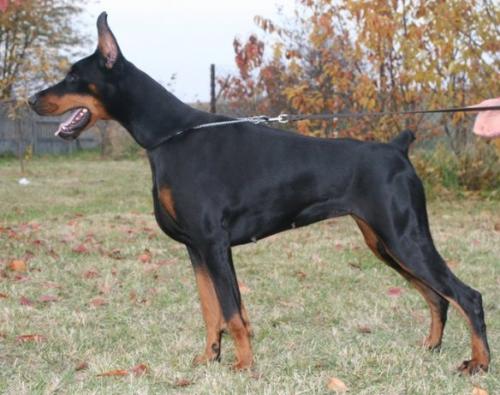 Remijaguare Charmi | Black Doberman Pinscher