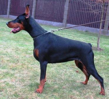 Remijaguare Casandra | Black Doberman Pinscher