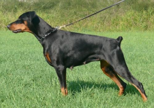 Rhayader Jody | Black Doberman Pinscher