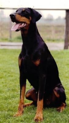 Geena (NHSB 1923939) | Black Doberman Pinscher