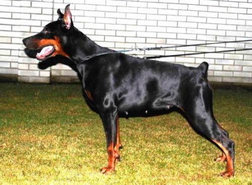 Yadviga Ritsa Comitatus | Black Doberman Pinscher