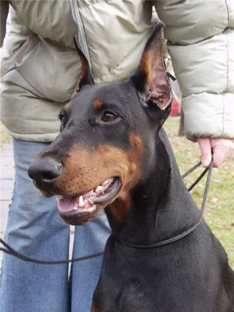 Bon Pari Golden Queen | Black Doberman Pinscher