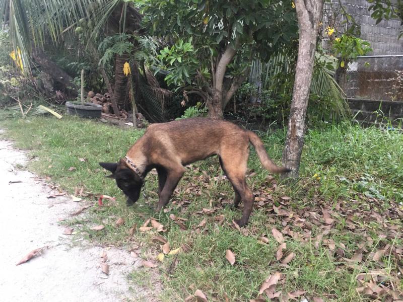 BG-JACKPOT GENINE DARKNIGHT | Belgian Malinois 