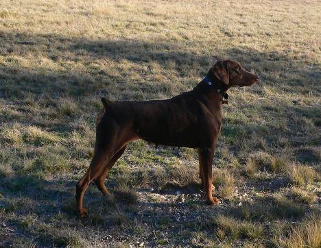 Bladedge Rising Destiny | Brown Doberman Pinscher