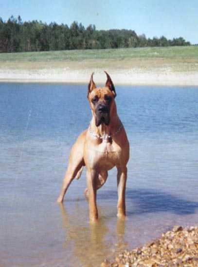 Ness des Lattes City | Great Dane 