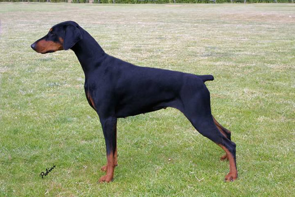 Fireax Masquerade | Black Doberman Pinscher