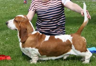 Switherland Royal Image | Basset Hound 