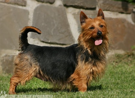 Dorica's Mary Poppins | Australian Terrier 