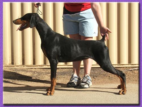 Bladedge Top Secret | Black Doberman Pinscher